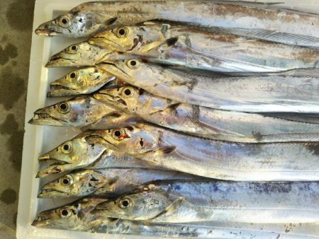 阿南市の大野突堤でタチウオとシーバス