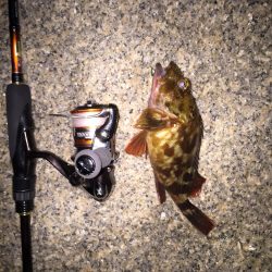 メバルの時期到来か？