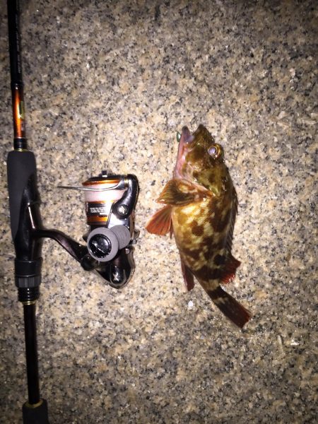 メバルの時期到来か？