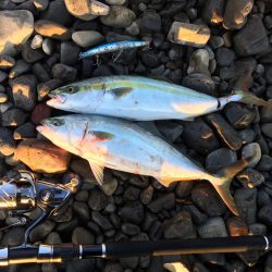 大里松原海岸 ハマチ 3匹