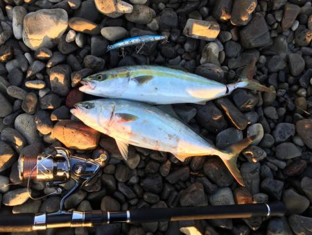 大里松原海岸 ハマチ 3匹