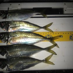 周防大島  アジング