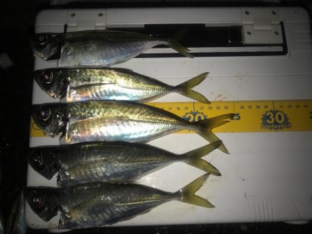 周防大島  アジング