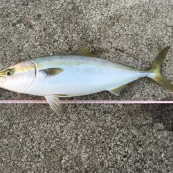 青物ボイル多数