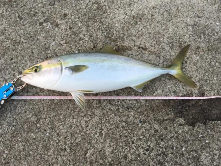 青物ボイル多数