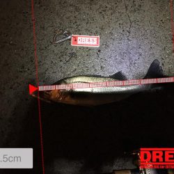 カタクチスーパーボイル！