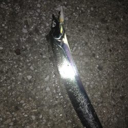 台風前にタチウオ　三連発