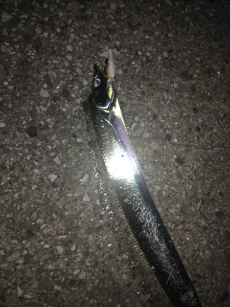 台風前にタチウオ　三連発