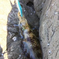 まさかの大ガッシー!