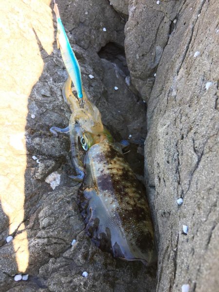 まさかの大ガッシー!