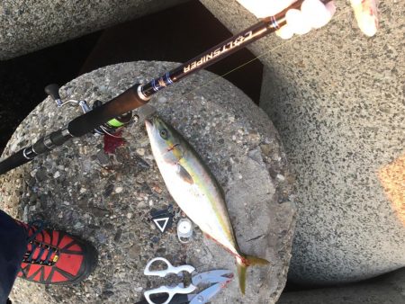 安定のハマチ？