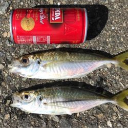 アジ爆釣、タチウオもいい感じ♪