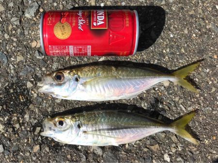 アジ爆釣、タチウオもいい感じ♪