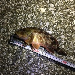 ガシラ・メバル爆釣