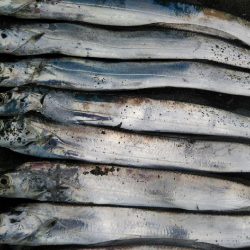 阿南市の大野突堤でタチウオ好調