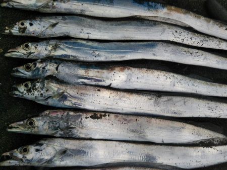 阿南市の大野突堤でタチウオ好調