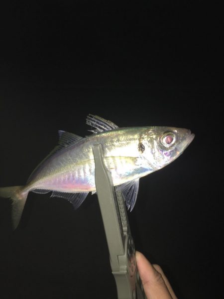 激混み！の中アジング