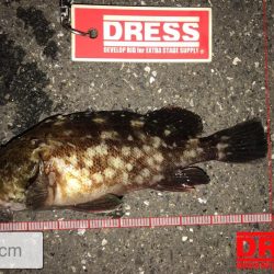 アジングの後のイナダ狙い