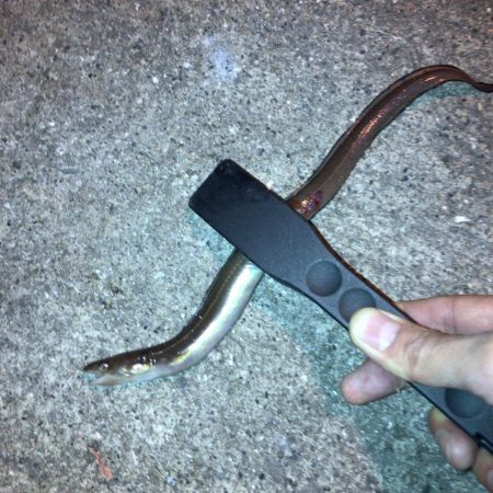 ボイルオキアミで