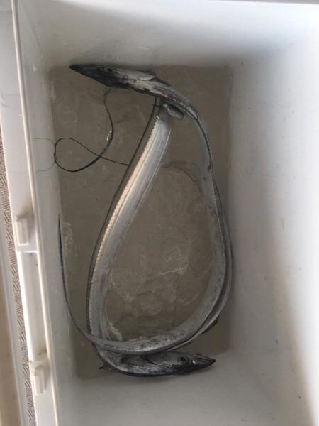 タチウオ、テンヤ