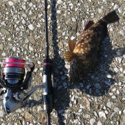 お昼からぼちぼちライトゲーム