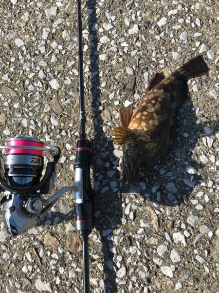 お昼からぼちぼちライトゲーム