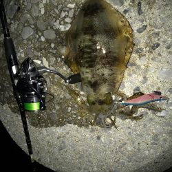 まずめエギング！