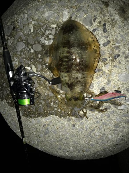 まずめエギング！