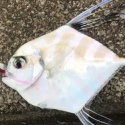 雨にも負けず( ´ ▽ ` )ﾉ