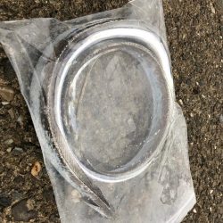 小雨の中でタチウオ