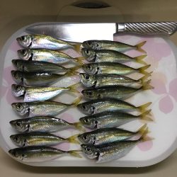 豆アジ大量