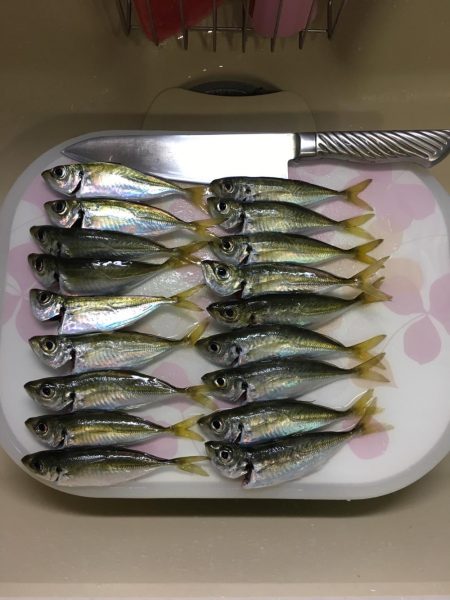 豆アジ大量
