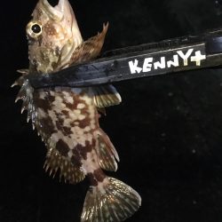 何でも入れ食い！