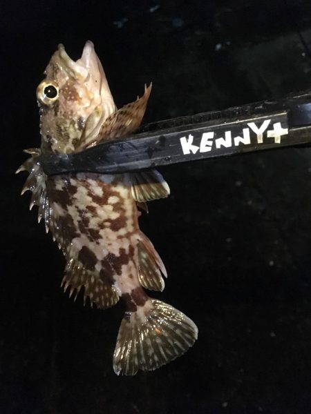 何でも入れ食い！