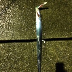 林田で太刀魚確認!