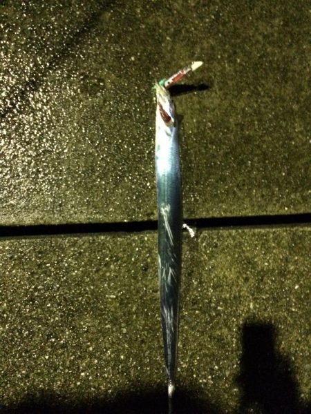 林田で太刀魚確認!