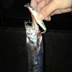 タチウオ爆釣❗️