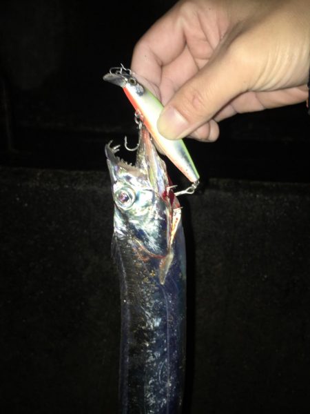 タチウオ爆釣❗️