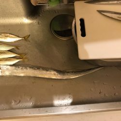 アジングからの太刀魚、のはずが…