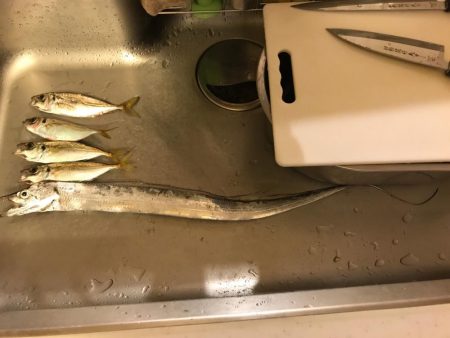 アジングからの太刀魚、のはずが…