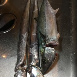 何とか朝まづめで^^;