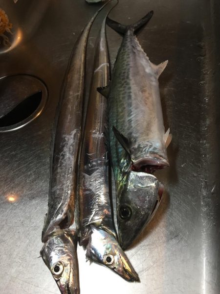 何とか朝まづめで^^;