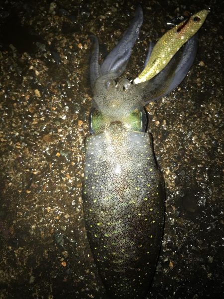 3.5号から3号にサイズダウンで数釣り成功…