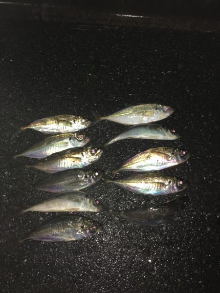 雨のアジング！