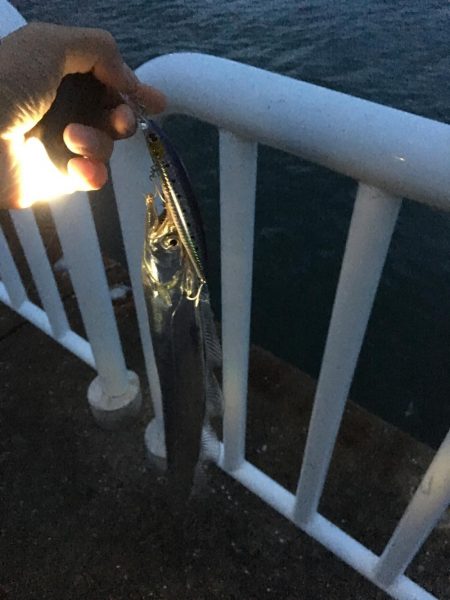 嵐(台風)の前の静けさは爆釣