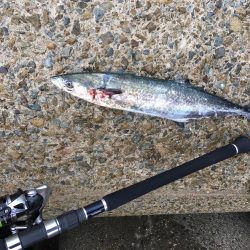 雨の中ふんばるも朝はサゴシのみ