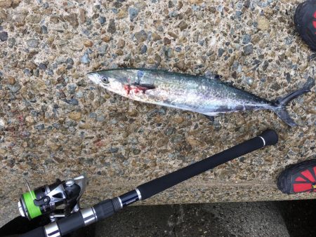 雨の中ふんばるも朝はサゴシのみ