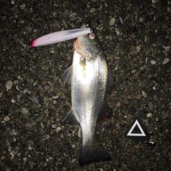 大里松原海岸 ハマチ1 ヒラセイゴ2