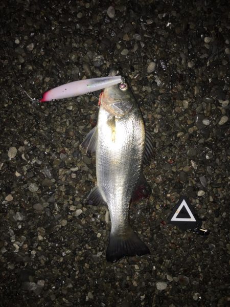 大里松原海岸 ハマチ1 ヒラセイゴ2