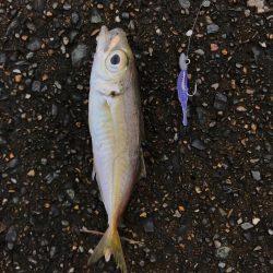 メバダート1インチ  青色を使う。